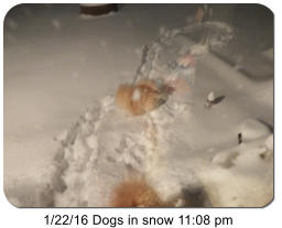 1/22/16 Dogs in snow 11:08 pm