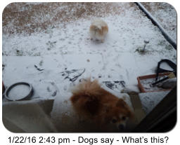 1/22/16 2:43 pm - Dogs say - Whats this?